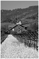 Winery landscape in spring. Napa Valley, California, USA (black and white)