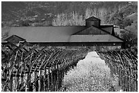 Winery in spring with yellow mustard flowers. Napa Valley, California, USA (black and white)