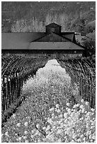 Spring mustard flowers and winery. Napa Valley, California, USA (black and white)