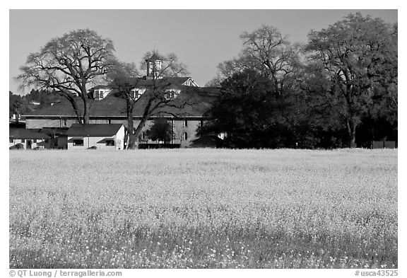 Field of yellow mustard and winery. Sonoma Valley, California, USA (black and white)