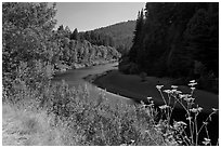 Riverbend of the Eel in redwood forest. California, USA (black and white)