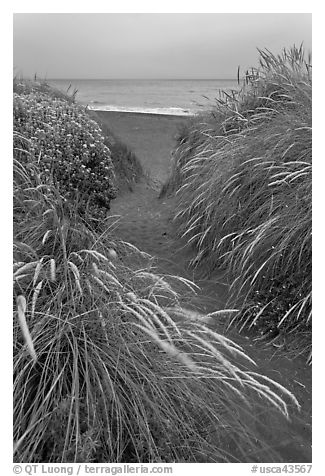 Path amongst dune grass and Ocean, Manchester State Park. California, USA