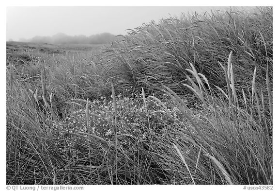 Tall grasses and fog, Manchester State Park. California, USA
