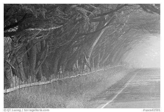 Rural road in fog. California, USA (black and white)