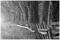 Old fence and row of trees in fog. California, USA (black and white)