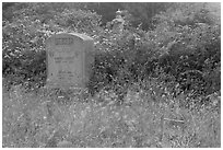 Headstone and wildflowers in fog, Manchester. California, USA ( black and white)