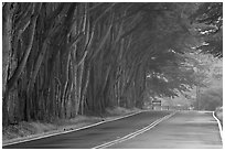 Tree tunnel in fog. California, USA (black and white)