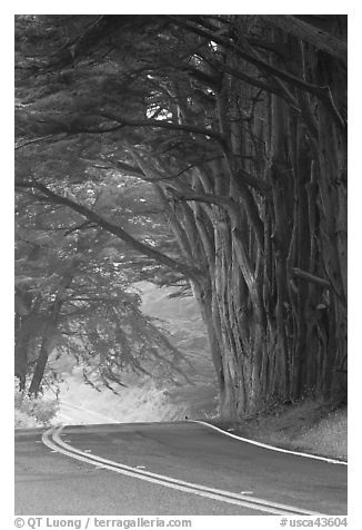 Highway curve, trees an fog. California, USA (black and white)