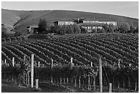 Vineyard and winery in autumn. Napa Valley, California, USA ( black and white)