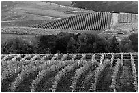 Vineyards in the fall. Napa Valley, California, USA (black and white)