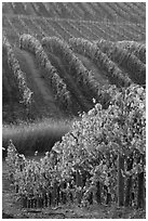 Golden fall colors on grape vines. Napa Valley, California, USA (black and white)