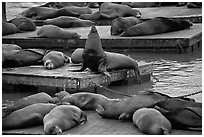 California Sea lions, pier 39, Fishermans wharf. San Francisco, California, USA (black and white)