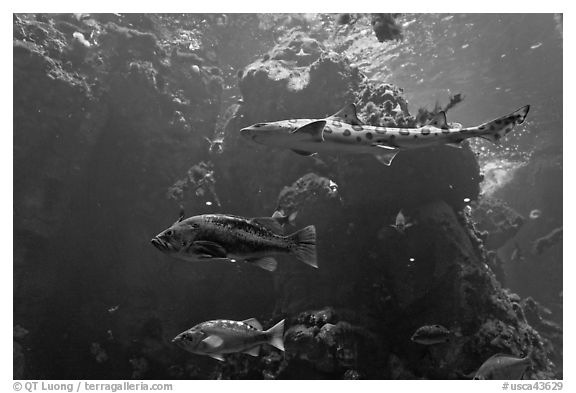 Northern California fish, Steinhart Aquarium,  California Academy of Sciences. San Francisco, California, USA (black and white)