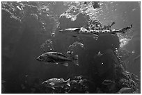 Northern California fish, Steinhart Aquarium,  California Academy of Sciences. San Francisco, California, USA ( black and white)