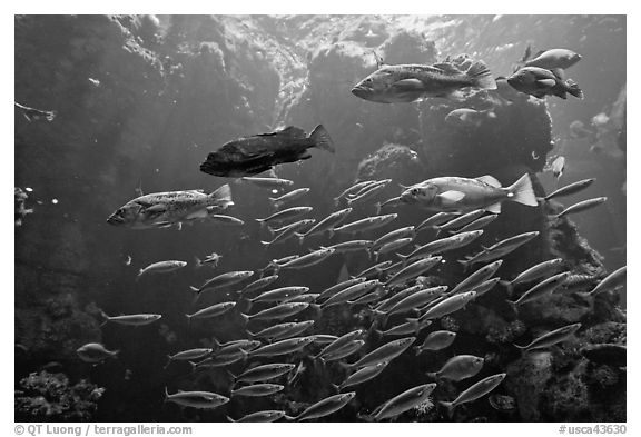 School of fish, Steinhart Aquarium,  California Academy of Sciences. San Francisco, California, USA (black and white)