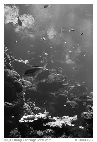 Philippine Coral Reef exhibit, Steinhart Aquarium, California Academy of Sciences. San Francisco, California, USA (black and white)