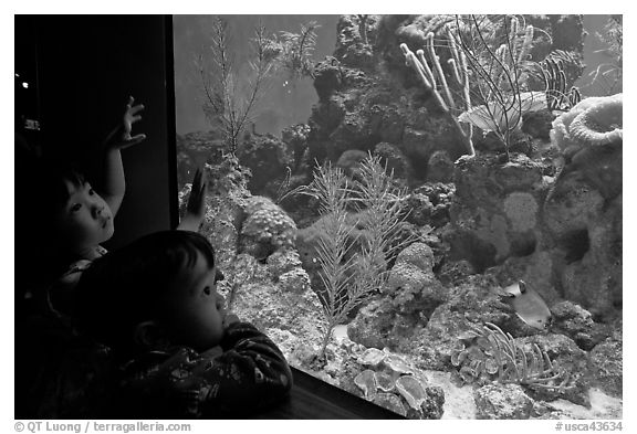 Children looking at aquarium, California Academy of Sciences. San Francisco, California, USA (black and white)