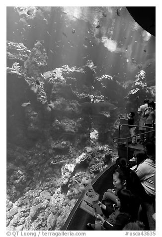 Families look at the large  Philippine Coral Reef tank, California Academy of Sciences. San Francisco, California, USA (black and white)
