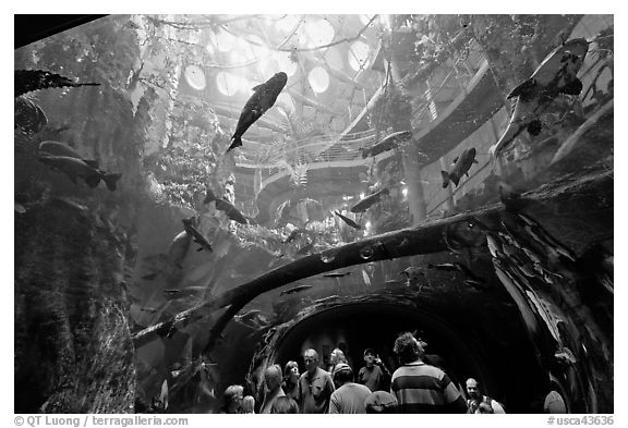 Tourists gaze upwards at flooded Amazon forest and huge catfish, California Academy of Sciences. San Francisco, California, USA (black and white)