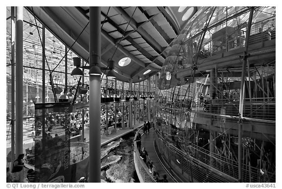 Piazza and glass dome enclosing rain forest , California Academy of Sciences. San Francisco, California, USA (black and white)