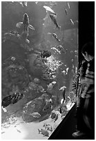 Children looking at colorful fish in tank, California Academy of Sciences. San Francisco, California, USA<p>terragalleria.com is not affiliated with the California Academy of Sciences</p> (black and white)