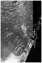 School of fish and children, Steinhart Aquarium, California Academy of Sciences. San Francisco, California, USA ( black and white)