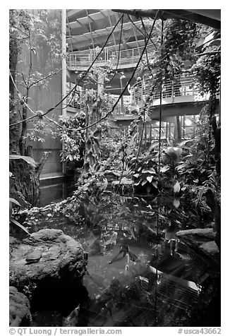 Inside rainforest dome, with flooded forest below, California Academy of Sciences. San Francisco, California, USA<p>terragalleria.com is not affiliated with the California Academy of Sciences</p>