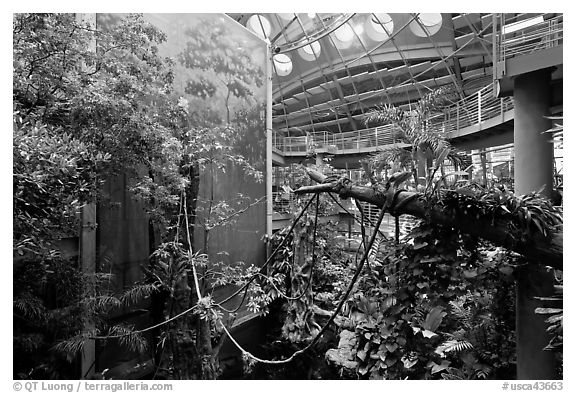 Four-story Rainforest exhibit, California Academy of Sciences. San Francisco, California, USA<p>terragalleria.com is not affiliated with the California Academy of Sciences</p>
