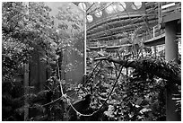 Four-story Rainforest exhibit, California Academy of Sciences. San Francisco, California, USA ( black and white)