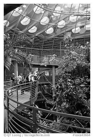Tourists on spiraling path look at rainforest canopy, California Academy of Sciences. San Francisco, California, USA (black and white)
