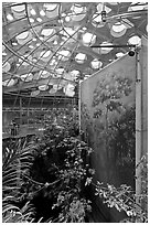 Rainforest canopy and dome, California Academy of Sciences. San Francisco, California, USA ( black and white)