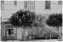 Store, trees and mural, Mission District. San Francisco, California, USA ( black and white)