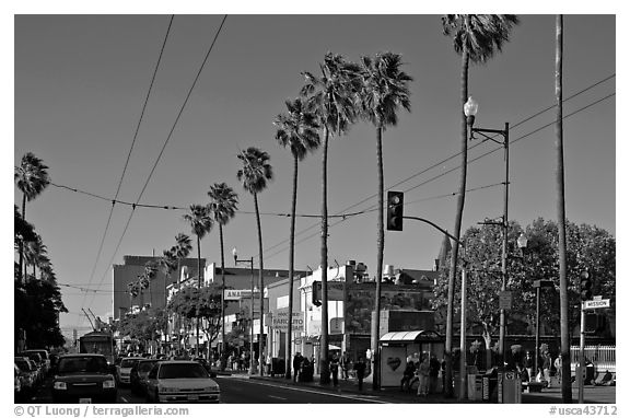 Palm-lined section of Mission street, Mission District. San Francisco, California, USA (black and white)