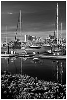 Flowers, Oakland skyline, and Alameda marina. Oakland, California, USA (black and white)