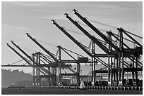 Giant cranes dwarf yacht Port of Oakland. Oakland, California, USA ( black and white)