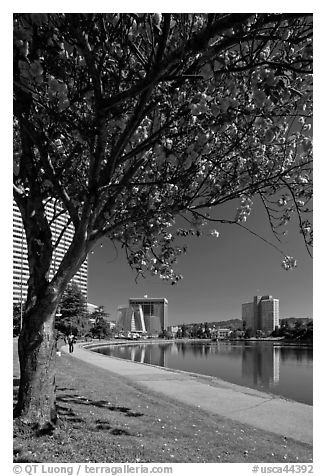 Lake Merritt in the spring with  Pink Flowering Almond. Oakland, California, USA (black and white)