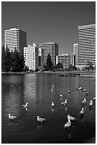 Ducks and skyline, Lake Merritt. Oakland, California, USA (black and white)