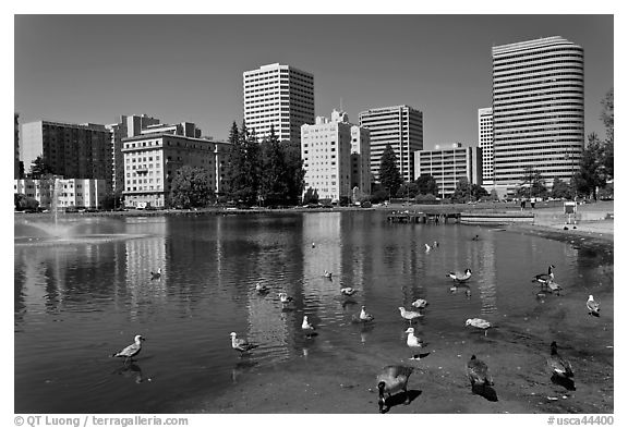 Ducks in Lake Merritt, a large tidal lagoon. Oakland, California, USA (black and white)