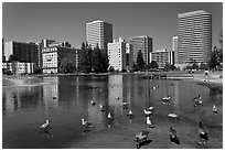 Ducks in Lake Merritt, a large tidal lagoon. Oakland, California, USA ( black and white)