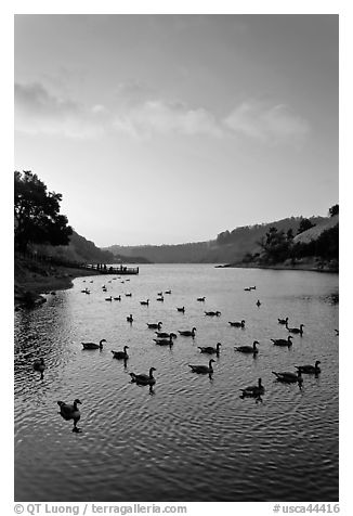 Lake Chabot with ducks at sunset, Castro Valley. Oakland, California, USA (black and white)