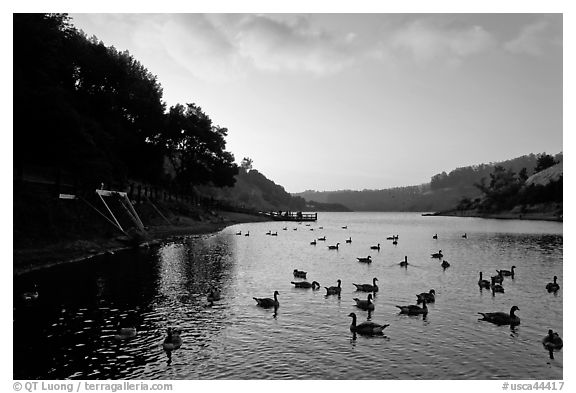 Large flock of ducks at sunset, Lake Chabot, Castro Valley. Oakland, California, USA