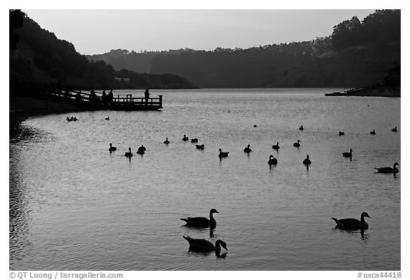 Ducks and pier at sunset, Lake Chabot, Castro Valley. Oakland, California, USA