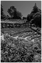 Berkeley Rose Garden. Berkeley, California, USA ( black and white)