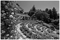 Municipal Rose Garden. Berkeley, California, USA ( black and white)