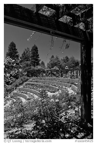 Berkeley Municipal Rose Garden. Berkeley, California, USA