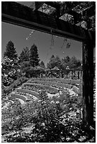 Berkeley Municipal Rose Garden. Berkeley, California, USA ( black and white)