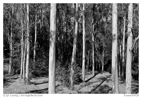 Eucalyptus grove, Tilden Regional Park. Berkeley, California, USA (black and white)