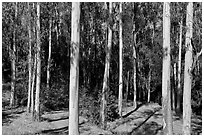 Eucalyptus grove, Tilden Regional Park. Berkeley, California, USA ( black and white)
