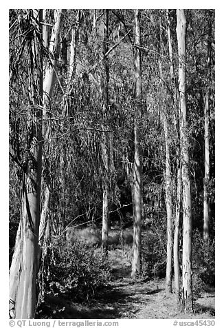 Eucalyptus trees, Berkeley Hills, Tilden Regional Park. Berkeley, California, USA