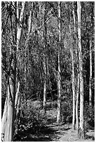 Eucalyptus trees, Berkeley Hills, Tilden Regional Park. Berkeley, California, USA ( black and white)